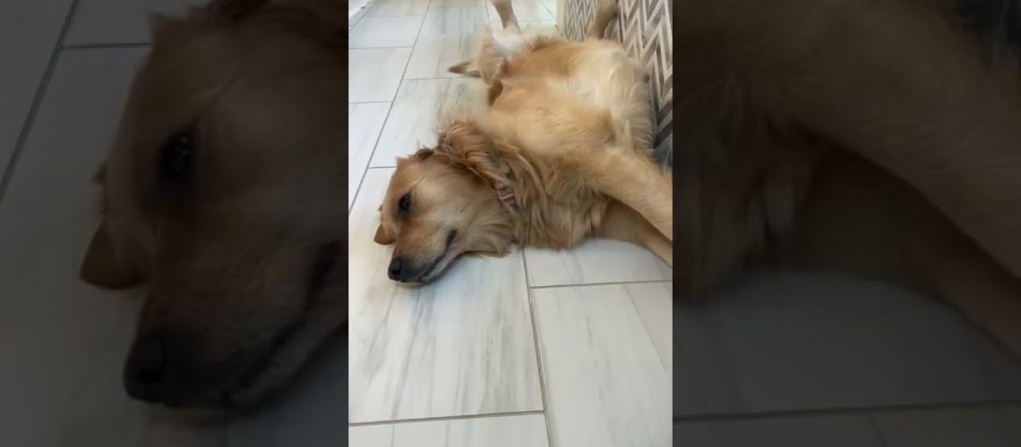 1771166717_maxresdefault.jpg